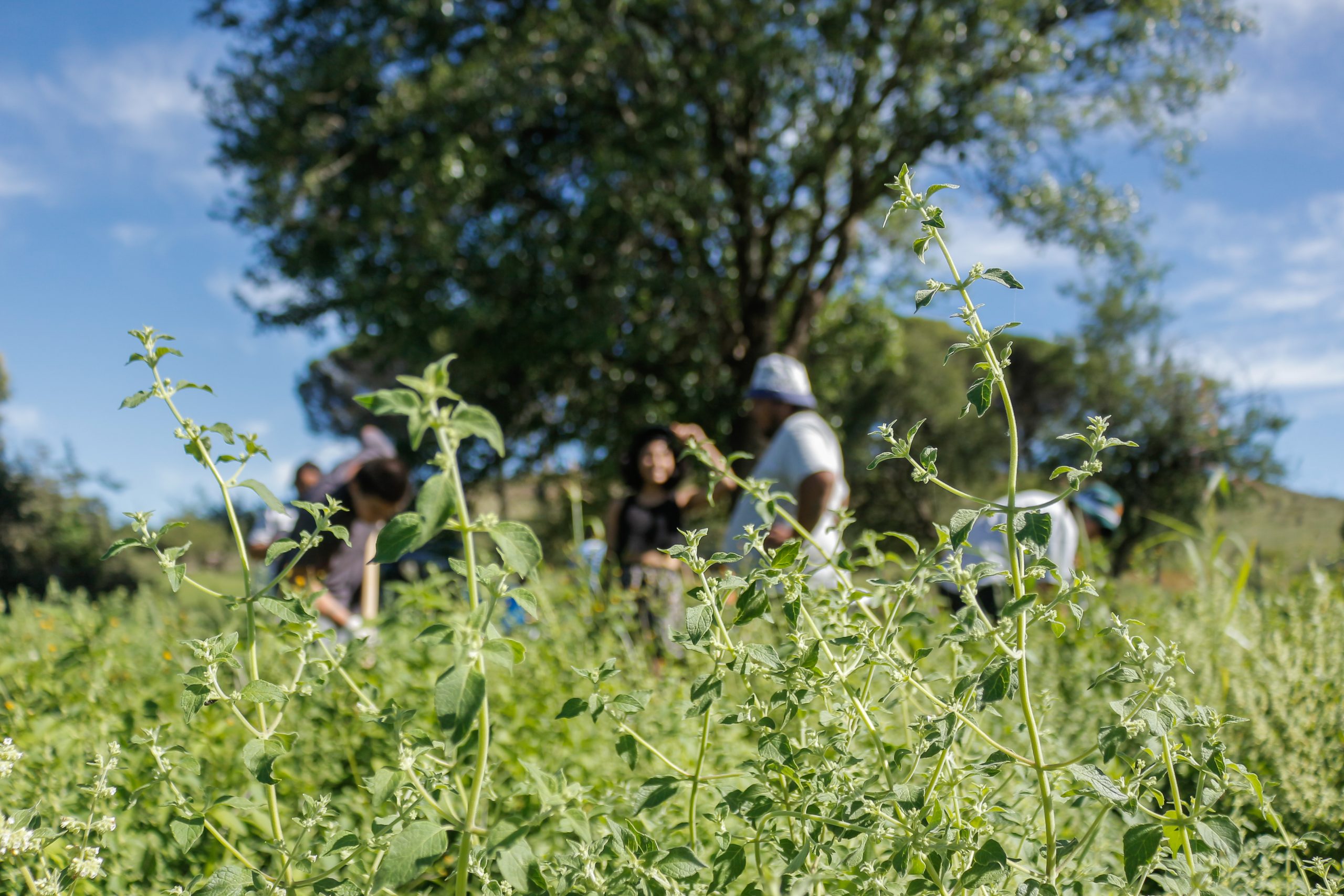 Equipo de la Cooperativa Flor de Laburo cosechando peperina nativa en las sierras de Córdoba