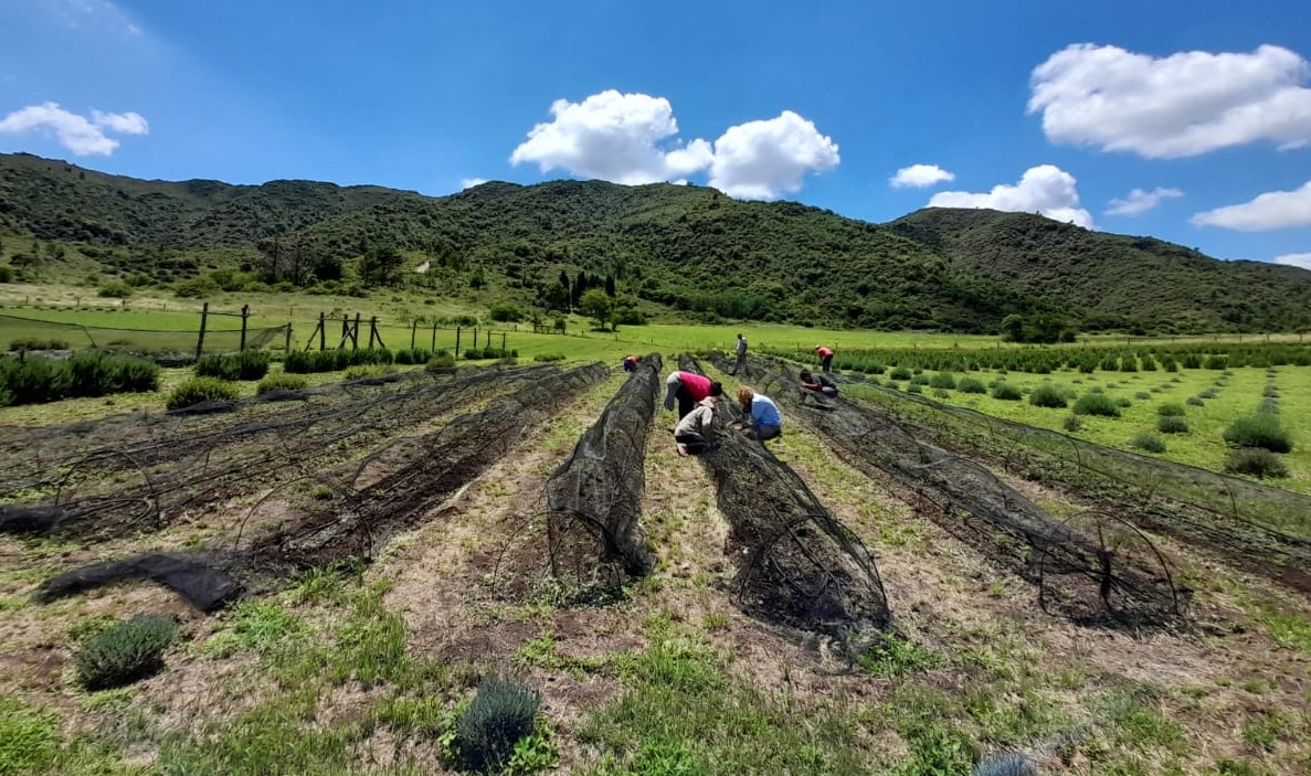 Cultivo de peperina cordobesa en campo serrano de Traslasierra con las sierras de fondo